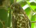 Иглоногая сова фото (Ninox scutulata) - изображение №1640 onbird.ru.<br>Источник: www.green-jungle.com
